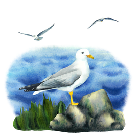 Чайки у озера | акварельная композиция
