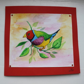 разноцветная птица