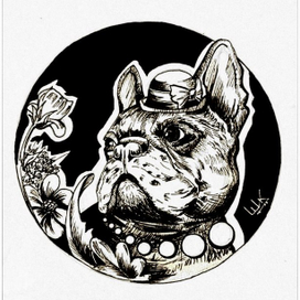 Французский бульдог : женская весна