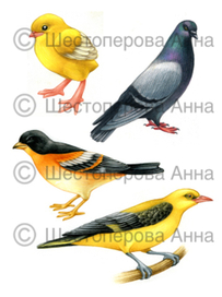 Птицы для азбуки