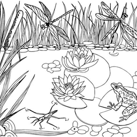 Жизнь на пруду 