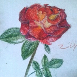 Роза. Скетч