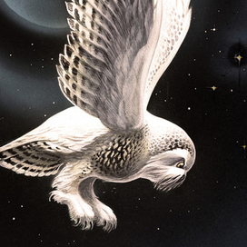 Полярная сова...