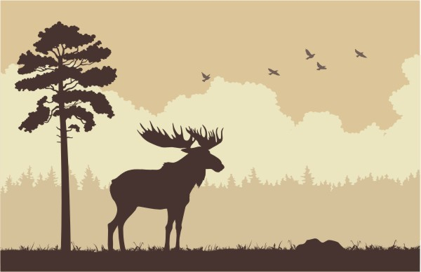 Карельская природа. Лось.