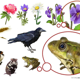 объекты для Наглядного пособия "Человек и природа"