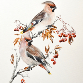 Свиристели на рябине