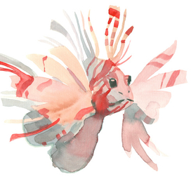 Рыба-крылатка