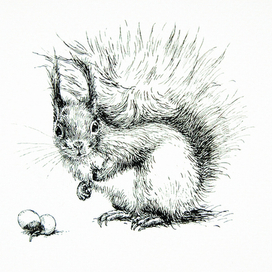 Белка для компании BELKA