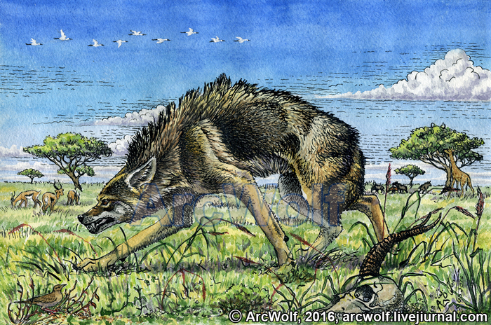 Африканский золотистый волк