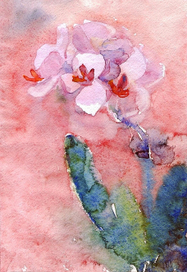 Орхидеи