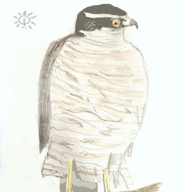 Ястреб. Персонаж