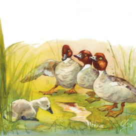 Гадкий утенок на болоте с дикими утками