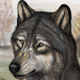 Портрет волка