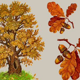 Иллюстрация для учебника-ДУБ