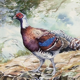 Пестрый фазан Эллиота