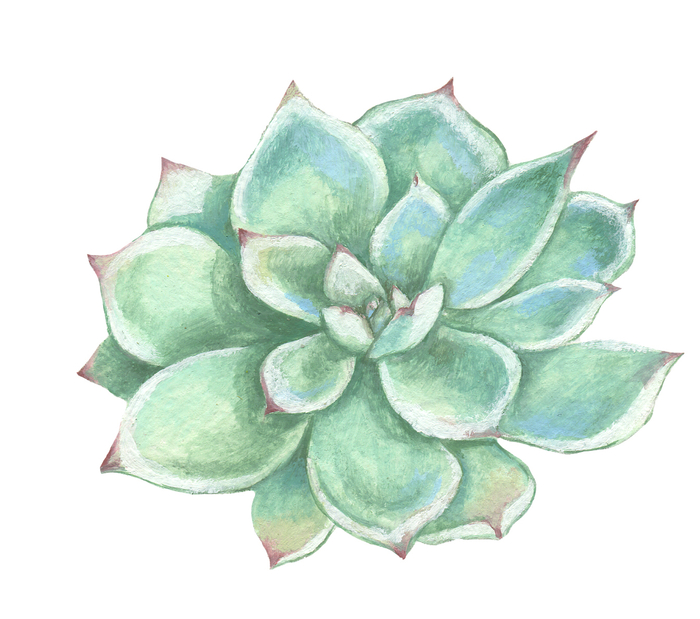 Succulent