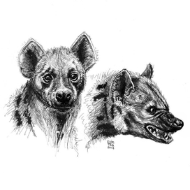 Хорошая гиена, плохая гиена