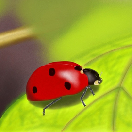 Божья коровка