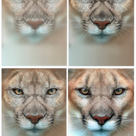 Этапы рисунка обложки