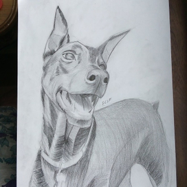 doberman