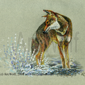 Эфиопский волк