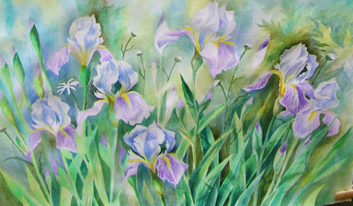 Ирисы