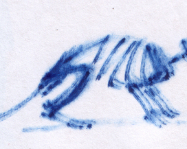 скелет крысы