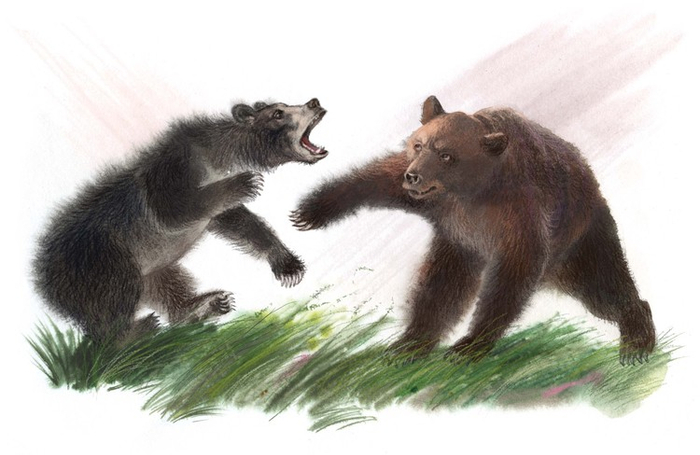 Заставочка к "Медвежонок Джонни"