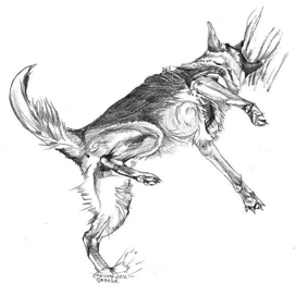 Цесса на защите