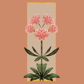 Клевер и роза.