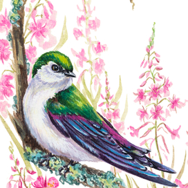 Иллюстрации "Птицы"