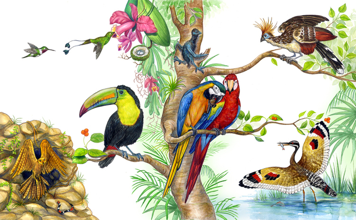 Птицы Амазонии. Фрагмент разворота