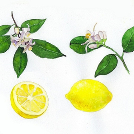 лимон 