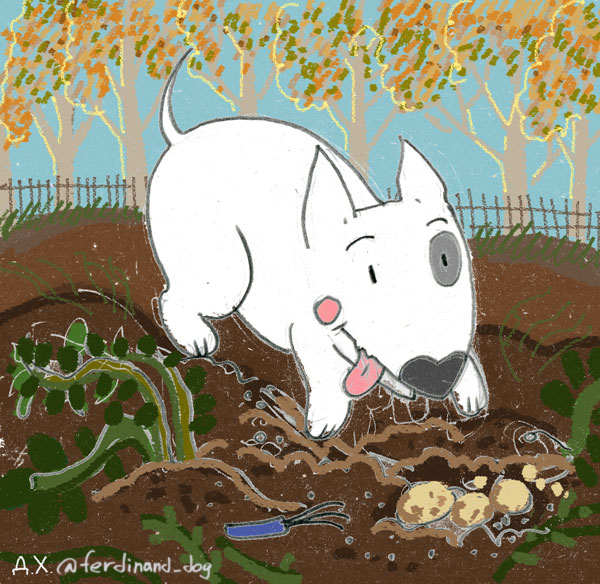 копать картошку 