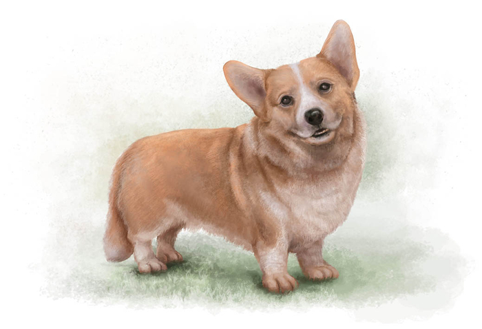 Corgie