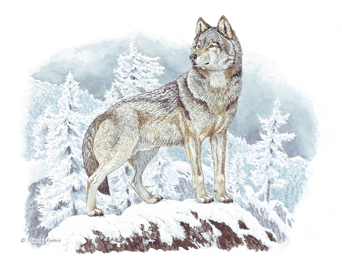 Белый снег, серый волк...