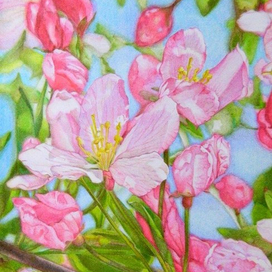 Яблонь цвет