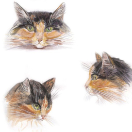 трехцветная кошка