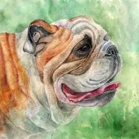 Английский бульдог