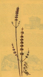 Увядание. Пустырник.