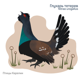 Серия "Птицы Карелии"