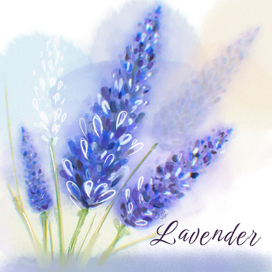 Lavender