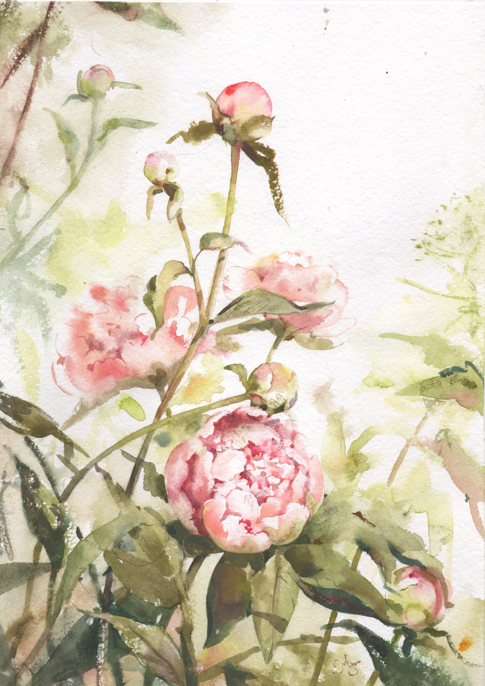 Пионы этого лета