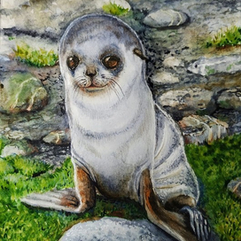 Маленький морской котик