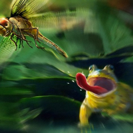 стрекоза и лягушка