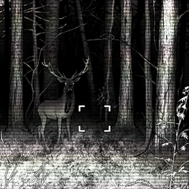 Ночная видеосъемка