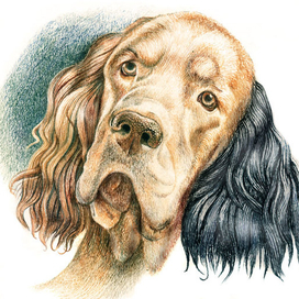 Иллюстрация к повести Г.Н.Троепольского "Белый Бим Чёрное ухо"