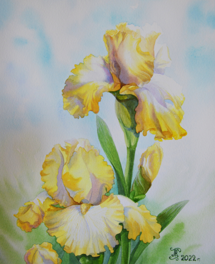 Желтые ирисы