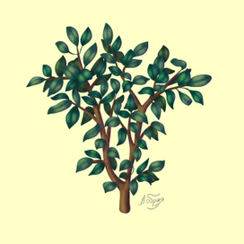 Растение. Фикус