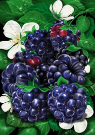 (без названия)